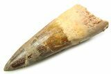 Fossil Spinosaurus Tooth - Real Dinosaur Tooth #357762-1